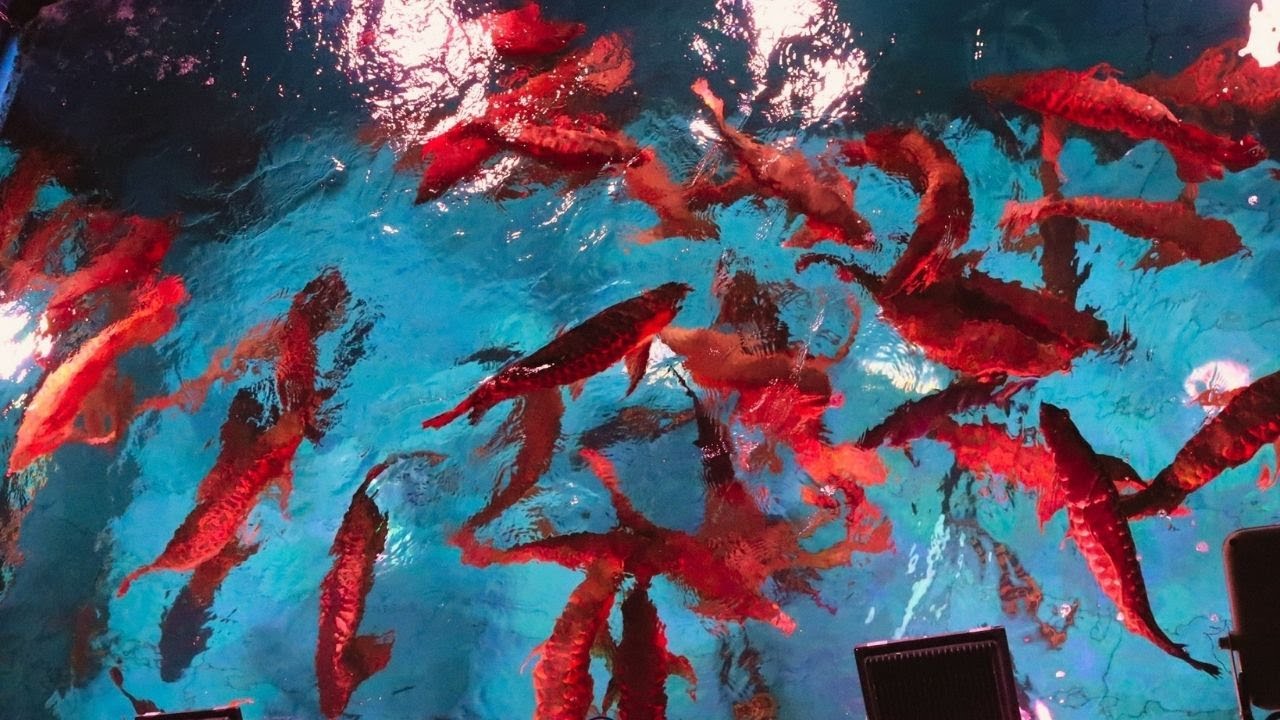 A lot of Super Red Arowana in Massive Pool! New Arowana Project