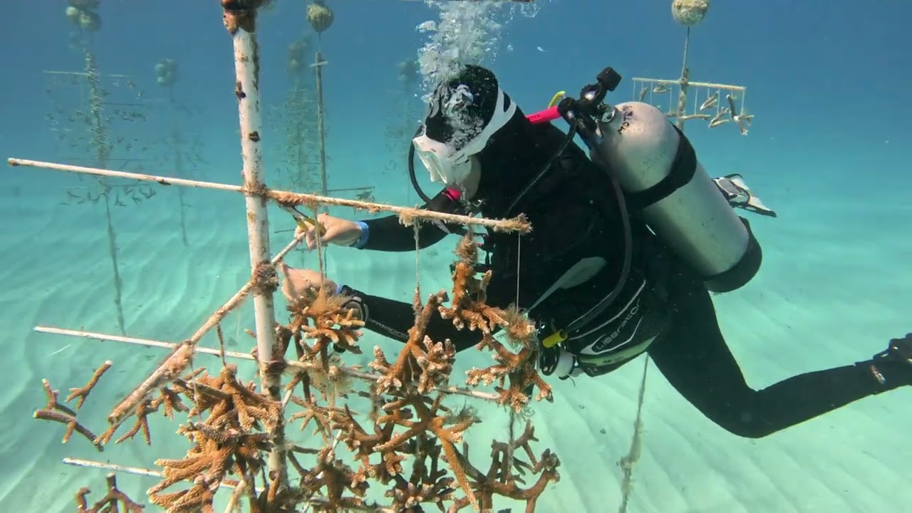 Mote Marine Laboratory Florida Keys Coral Nursery