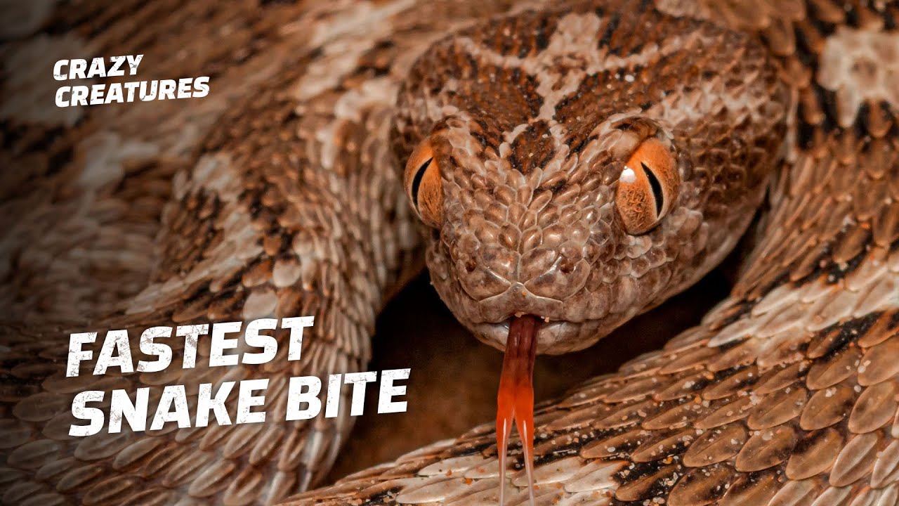 This Deadly Viper Sounds Like a Saw