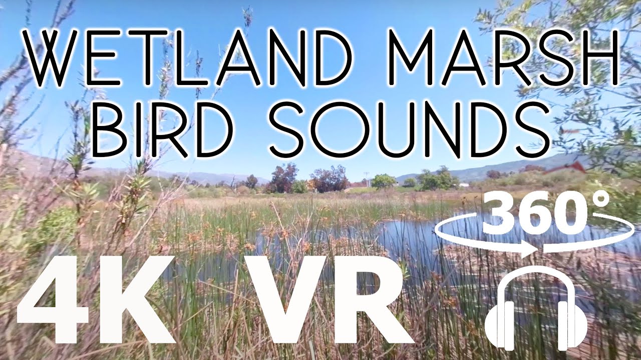 Wetland Marsh Bird Sounds - VR 360 - 4K Video - Soothing Surround Rain Sounds - ASMR CaliScapes