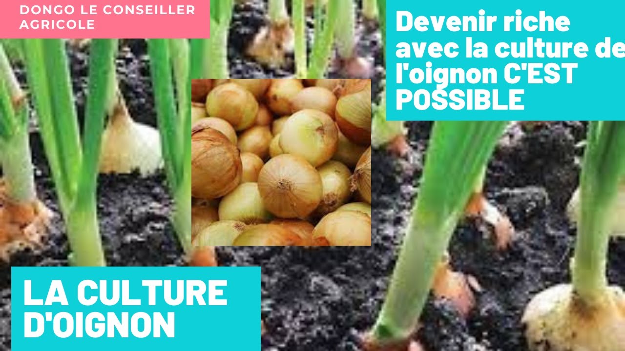 L'OIGNON:160 jours pour être millionnaire ;mais sont les conditions?