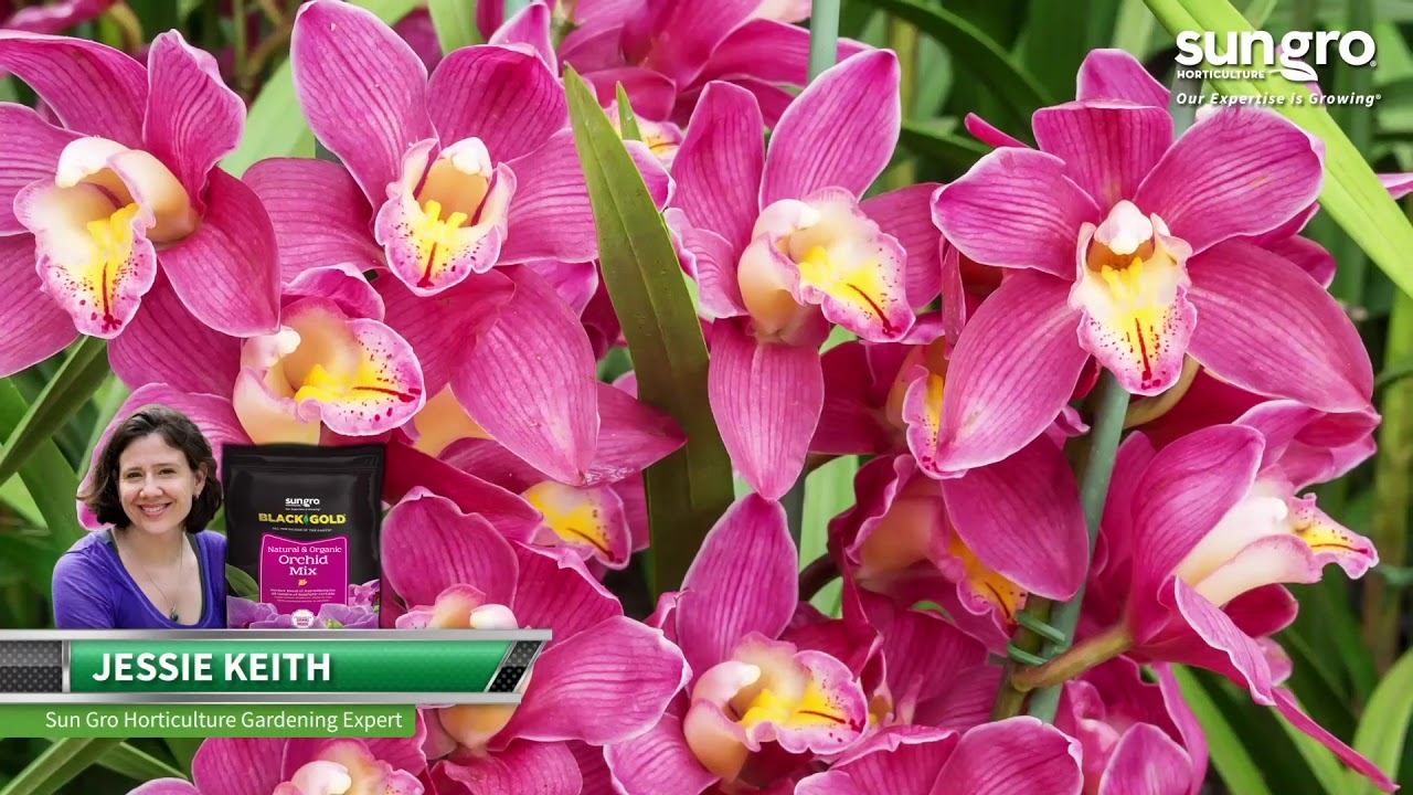 Black Gold&reg; Orchid Mix