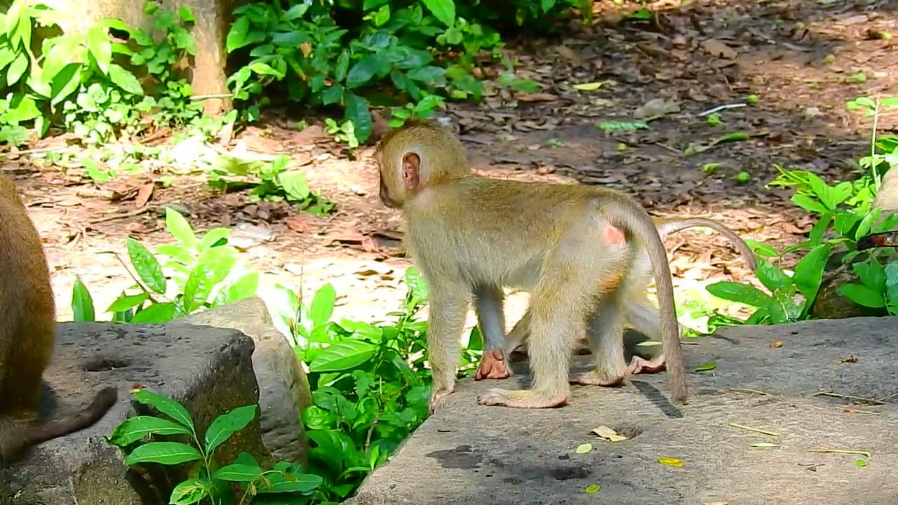 Juna Monkey Rainbow Monkey Lucie Baby Pigtail Monkey | Monkey Video Compilation 2023 02