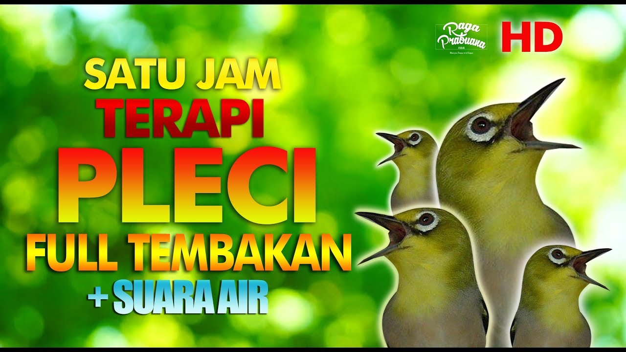 TERBARU TERAPI PLECI BUKA PARUH FULL TEMBAK + SUARA AIR HD