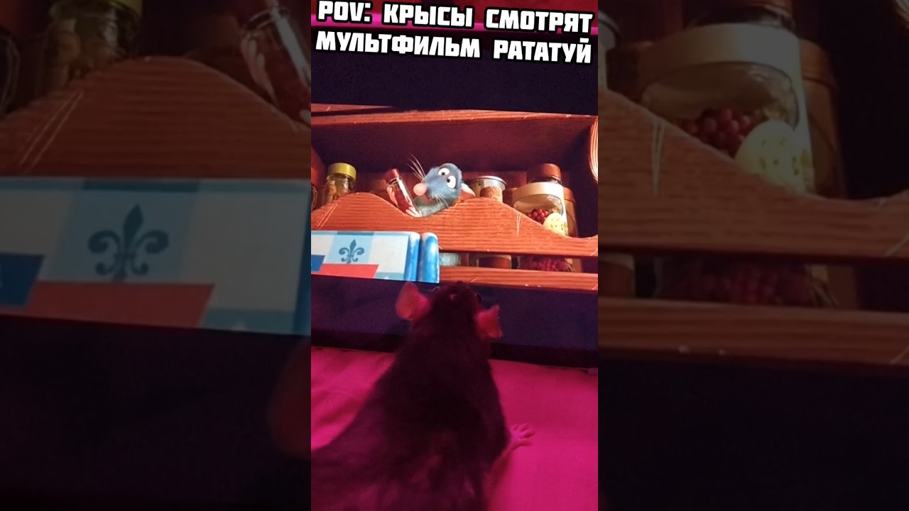 Крысы и Рататуй - понравится ли им мультик? #pixar #животные #милое #просмотр #мультфильм #дисней