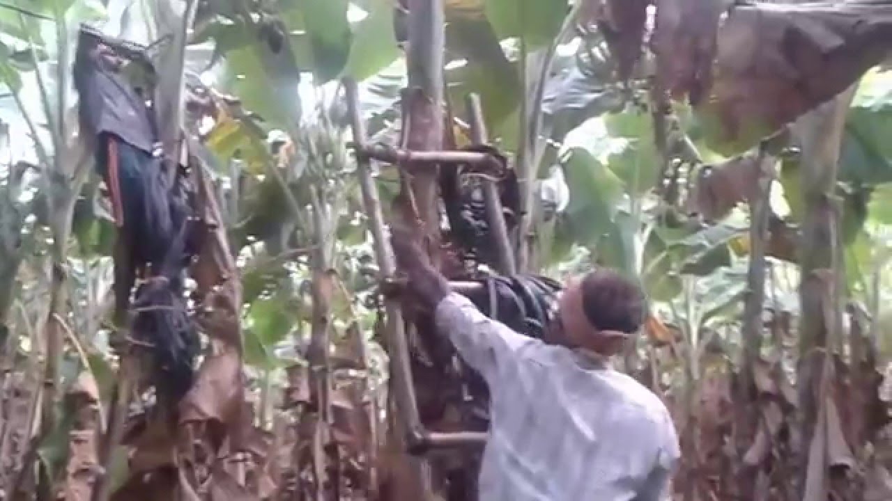 Innovative Cheap Propping  Technique in South Indian Banana Gardens.