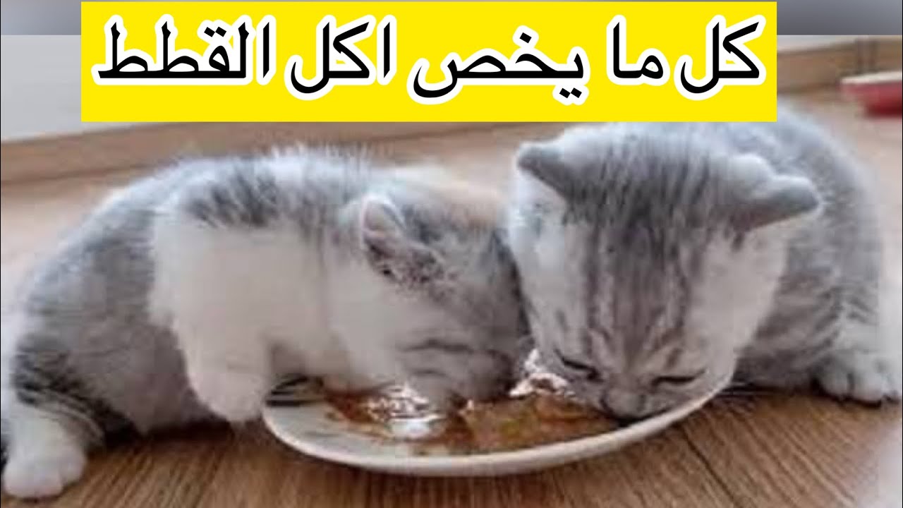 ماذا اطعم قطتي اكلات للقطط من عمر ٤٥ يوم