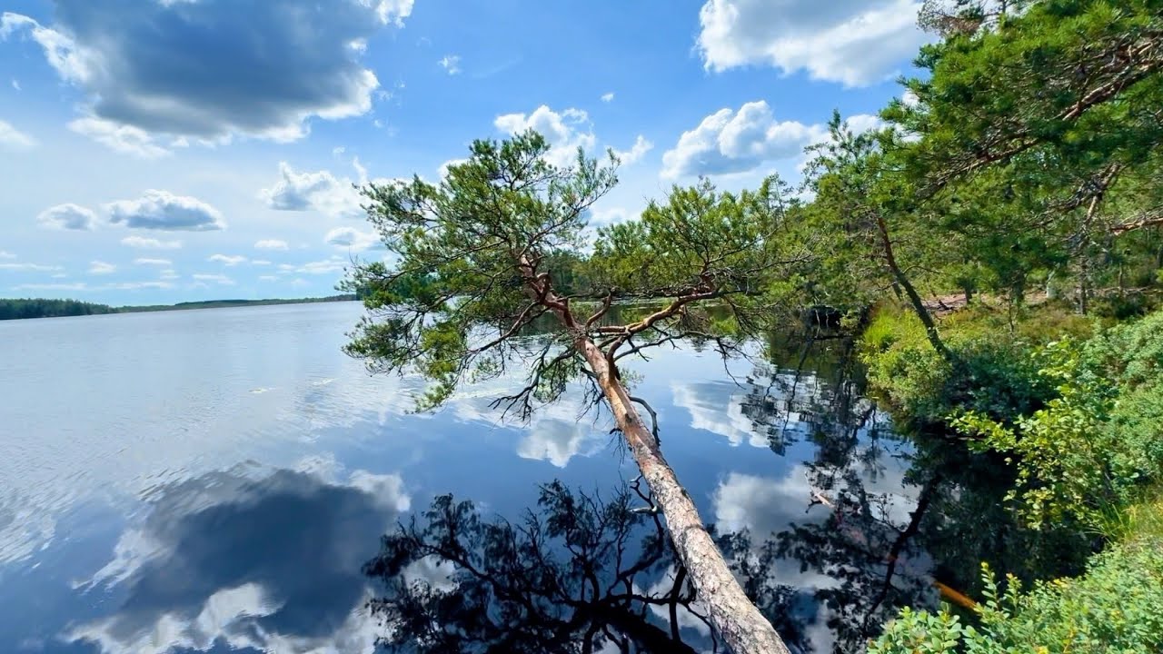 Hiking in Kurjenrahka National Park in Finland 🦋💖🦎 Savojärven kierros