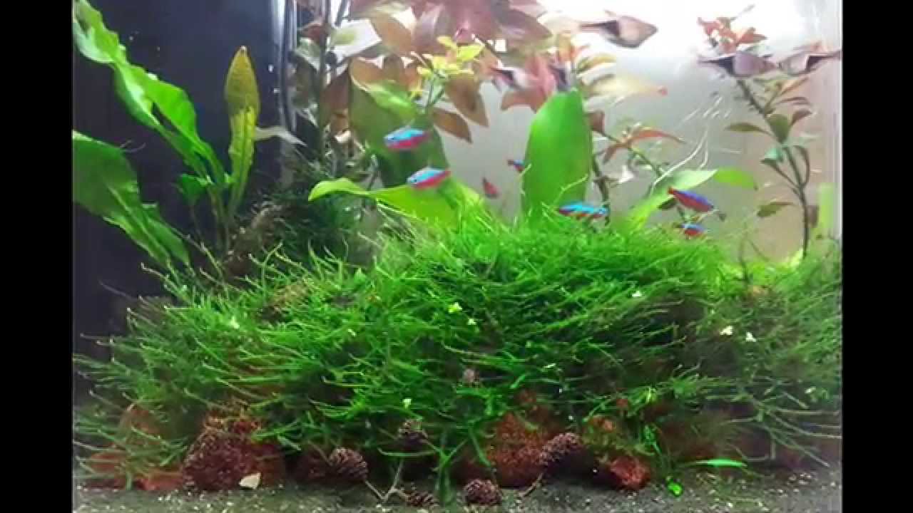 aquarium 40 litres ,tropical tank , with fish and shrimps