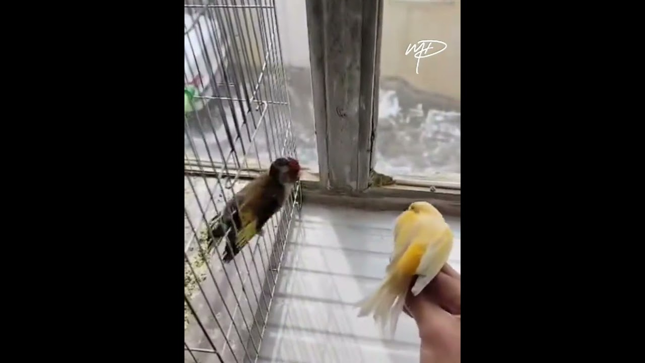 Goldfinch crossing with canary wow