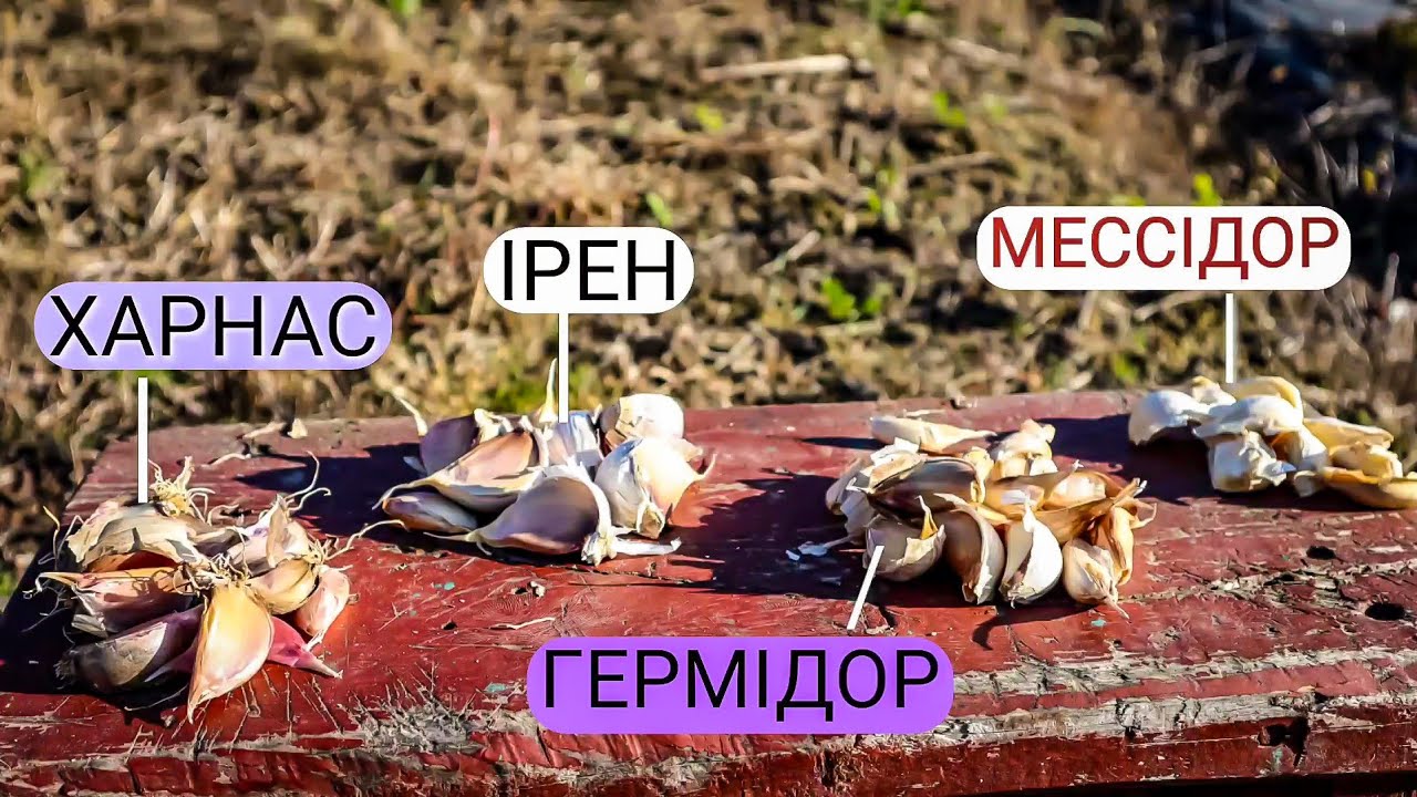 Маю 4 УНІКАЛЬНІ сорти Часнику для Української Землі.Часник як бізнес