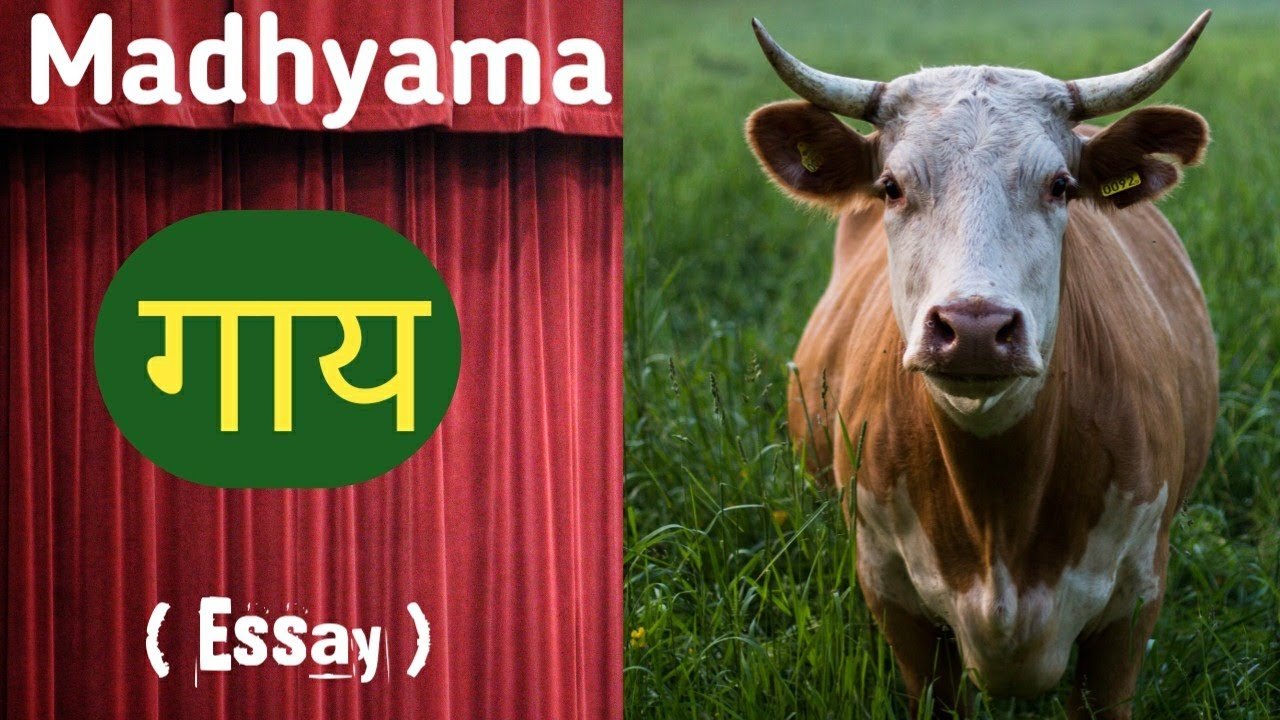 Madhyama/ गाय / निबंध / Paper 2 / Tamil Explanation.