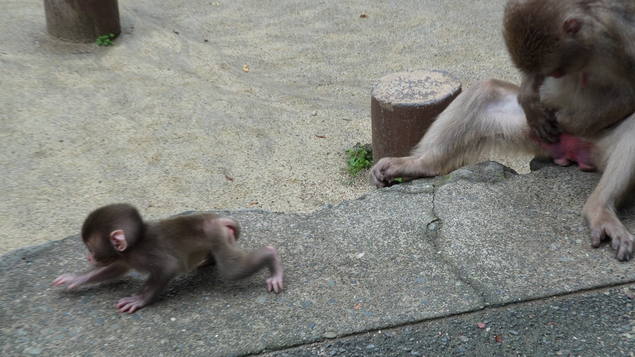 Маленький бунтарь： удивительная стратегия выживания baby monkey #babymonkey #snowmonkey