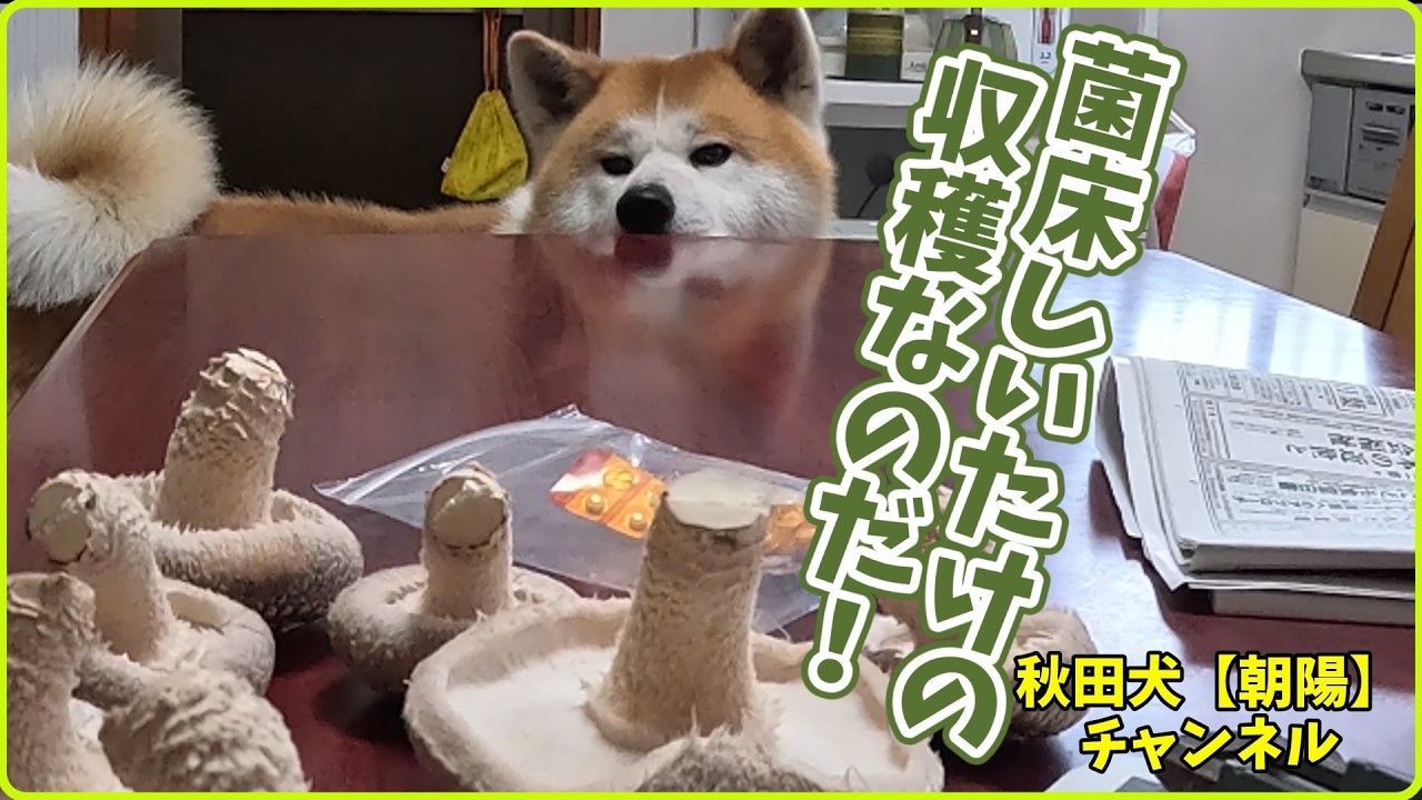 秋田犬【朝陽】チャンネル【菌床しいたけの収穫なのだ！】