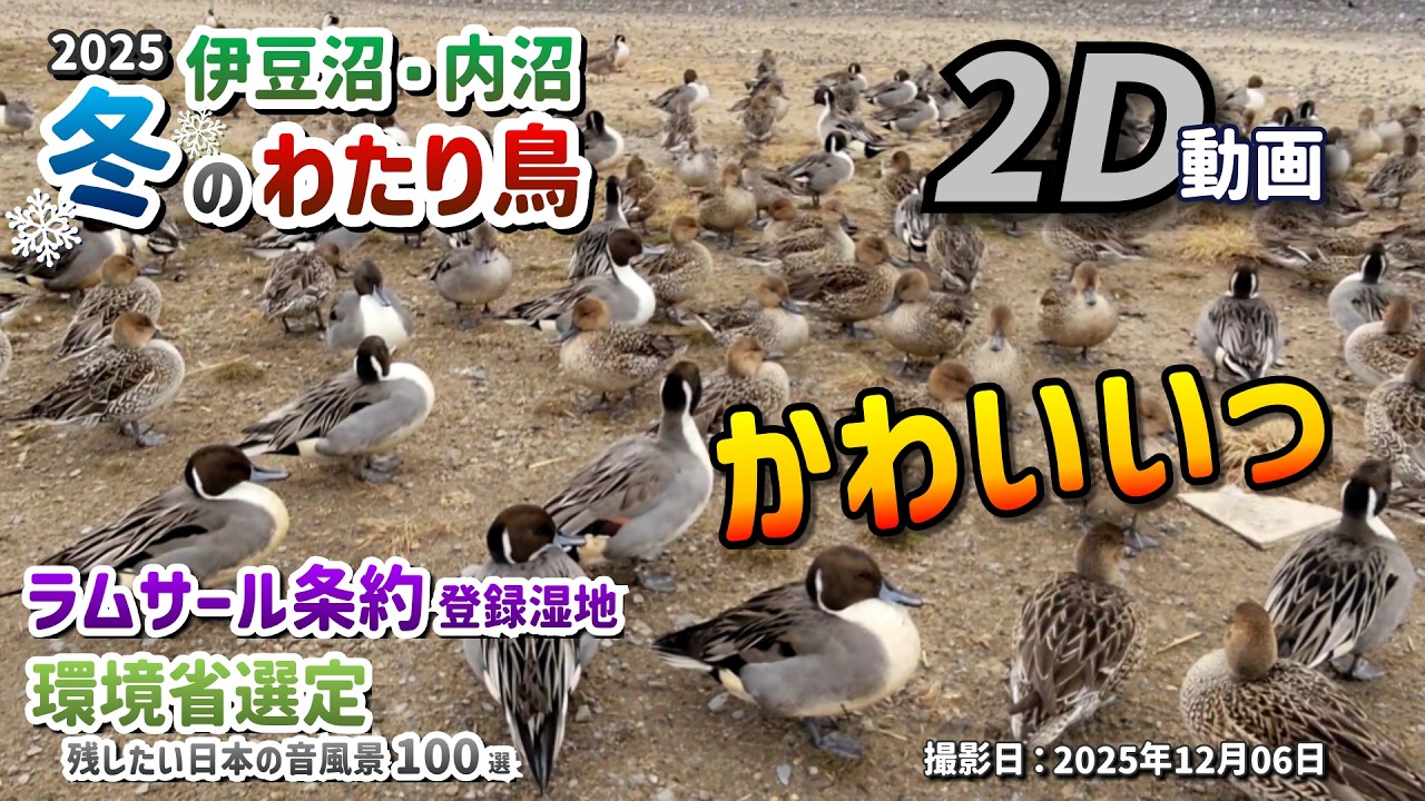 【2D動画 / 2D Video】2025 伊豆沼・内沼 冬のわたり鳥 － ラムサール条約 登録湿地、残したい日本の音風景100選 －【宮城県 栗原市/登米市 2025年12月06日】