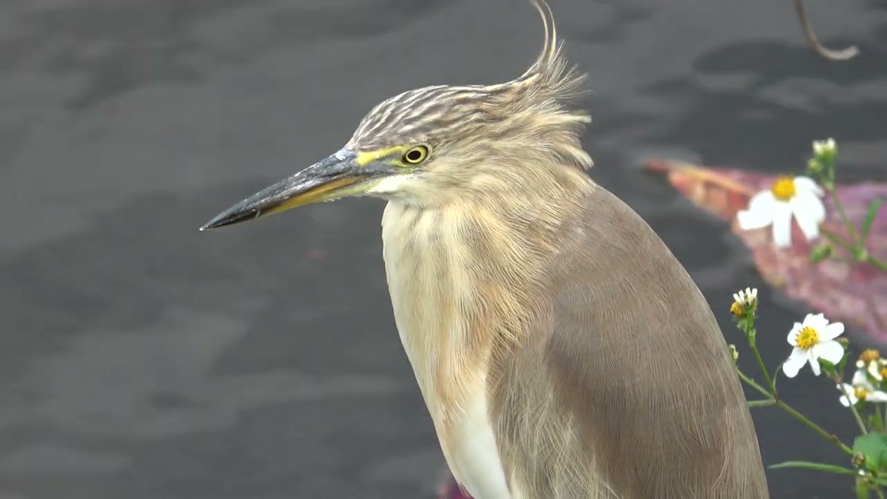 ジャワアカガシラサギ　Ardeola speciosa / Javan Pond Heron   2026年1月　沖縄本島