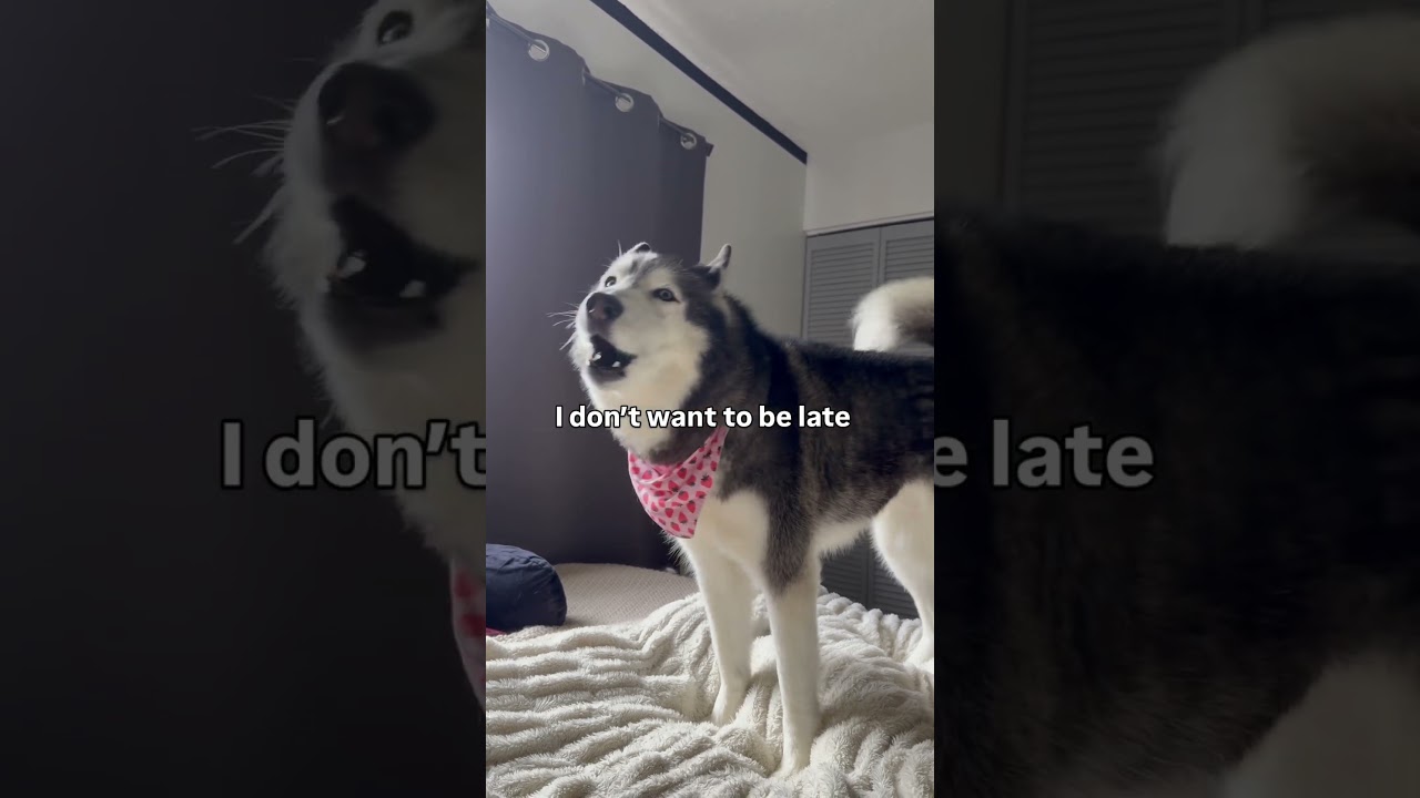 My Husky Woke Me Up For Her Meeting With Her Friend 👀😳