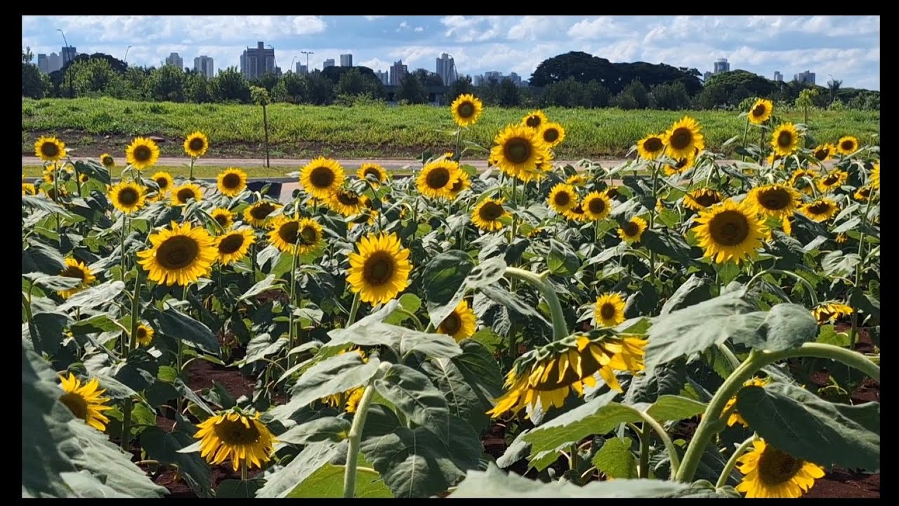 FLORESÇA ONDE A VIDA TE PLANTAR 🌻