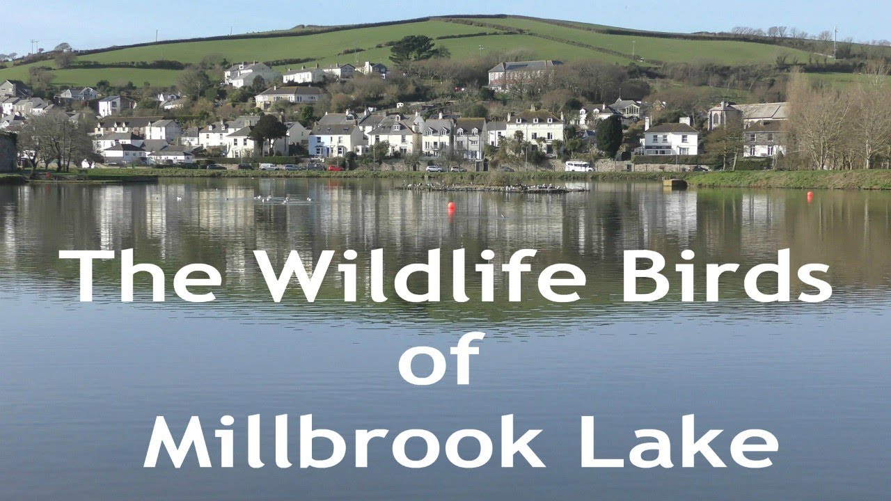 The Wildlife Birds of Millbrook Lake.
