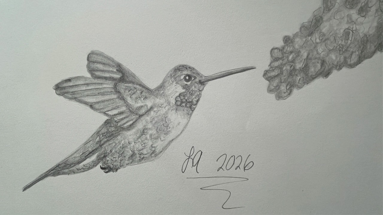 Drawing a hummingbird (Quick Version)