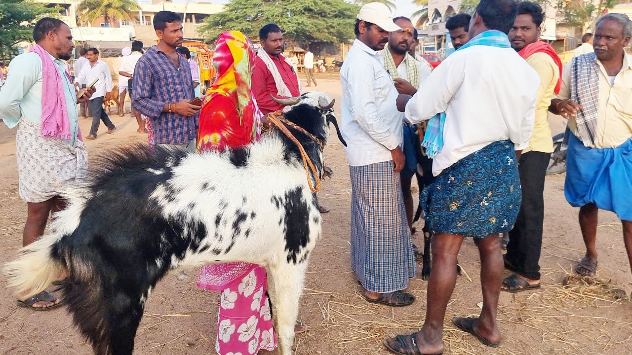 పెబ్బేరు సంతలో మేకపోతుల రేట్లు-pebbair goats market updates today-pebbair goats bazar-pebbair santa