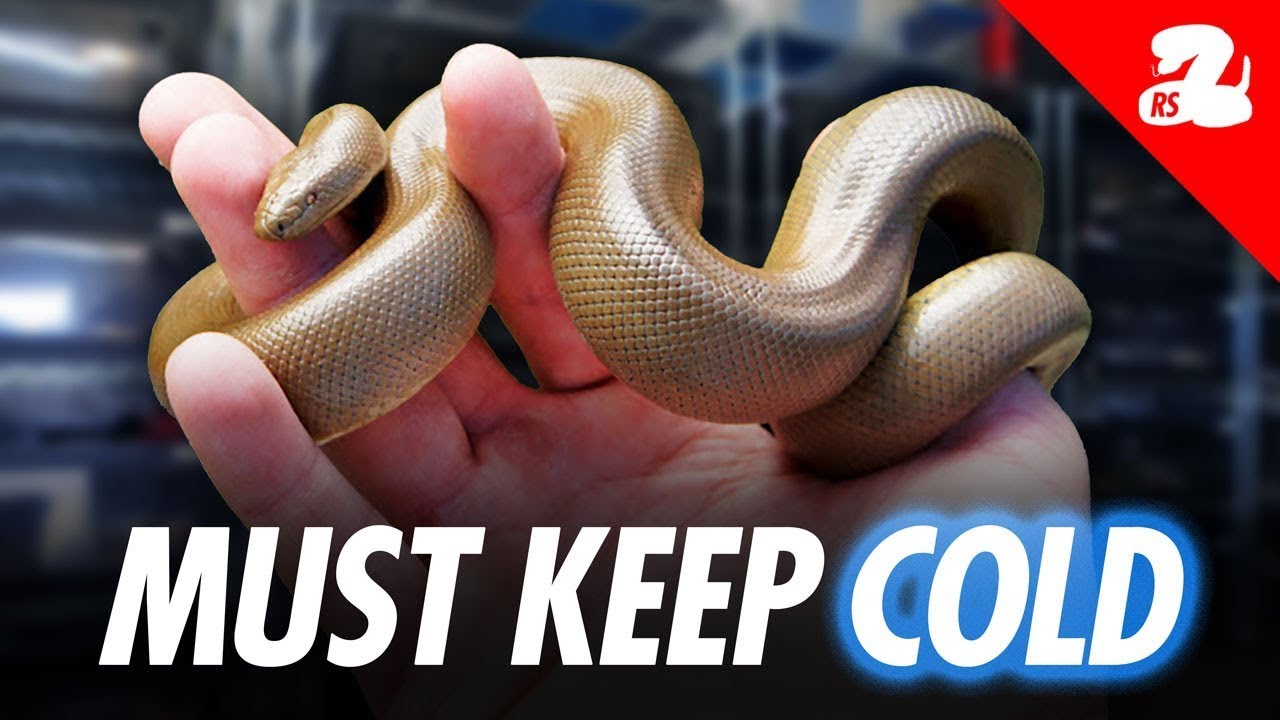 New Snake Arrival! Northern Rubber Boa Unboxing and Enclosure Setup