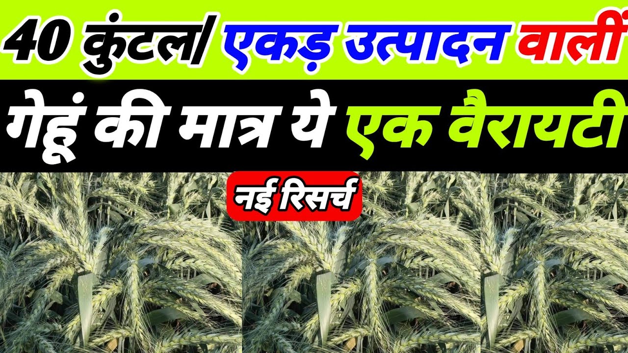 भारत में सबसे ज्यादा उत्पादन वालीं गेहूं की मात्र ये 1 वैरायटी | gehu ki top variety | gehu ki kheti