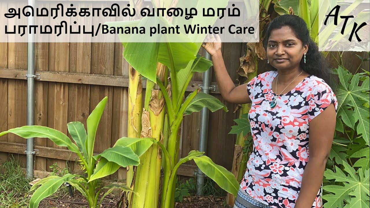 Banana plant winter care in Texas
