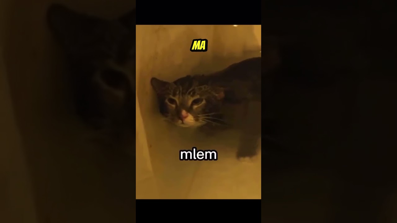 Mlem #cat #doppiaggio