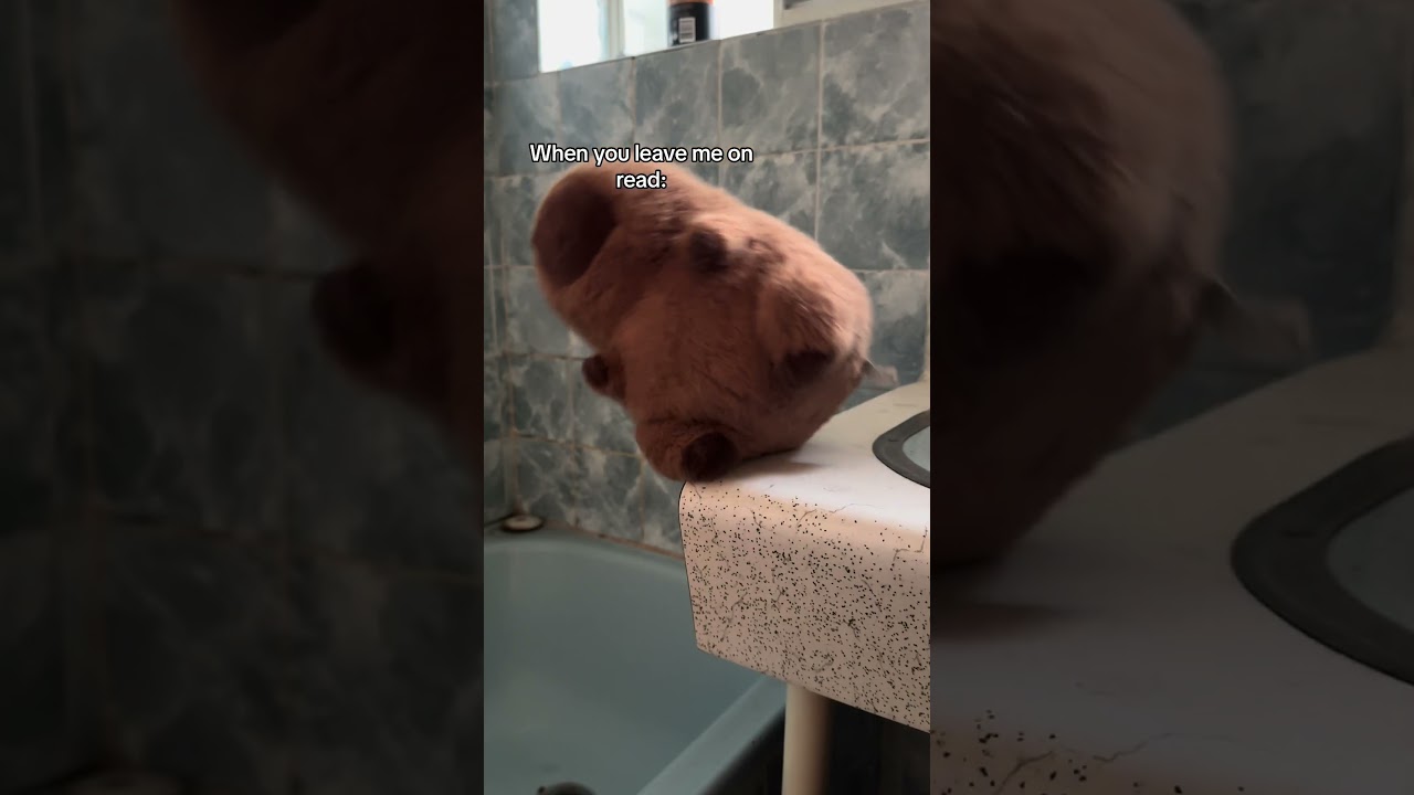 It's ok Cappy 🥲 #capybara #plush #linkinbio