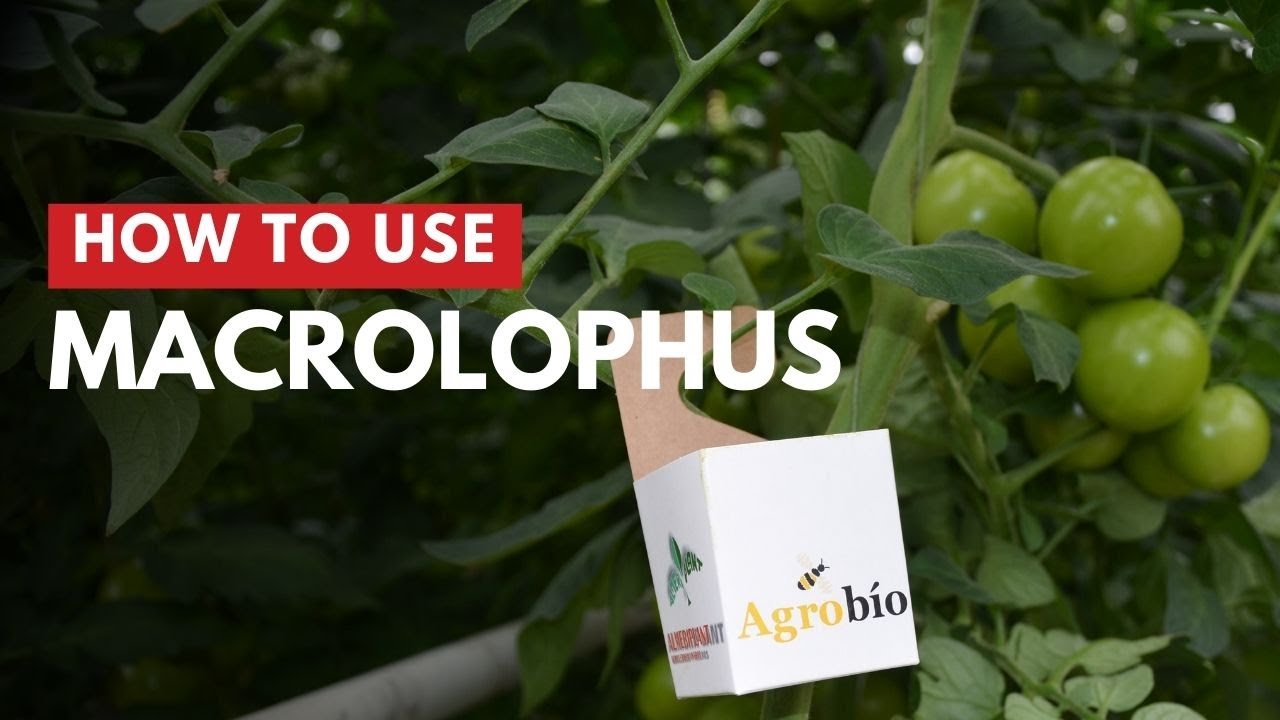 Macrolophus | How to use