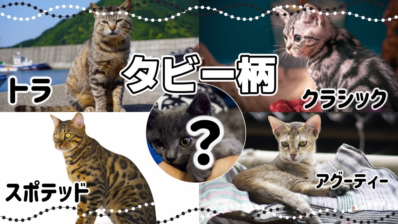 【タビー猫の種類や特徴】猫のタビー柄とは？｜毛柄で分かる猫の性格
