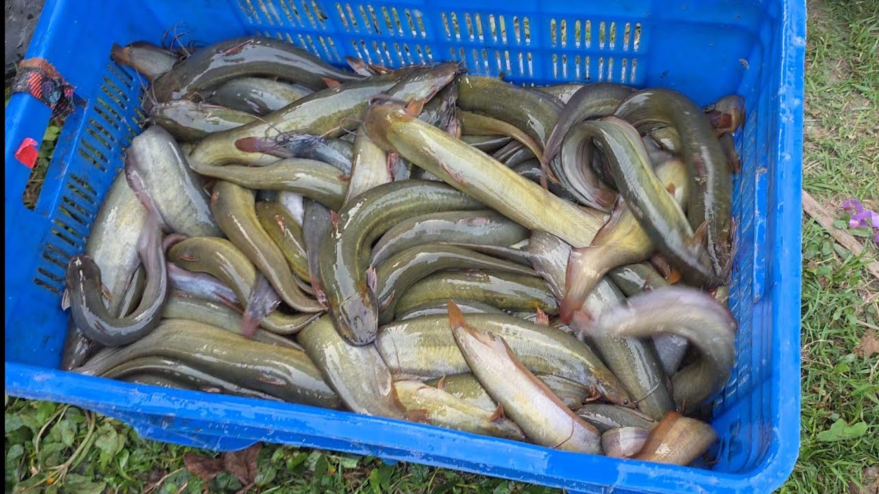 আমাদের শিং মাছের রেনু দেওয়া পুকুর থেকে শিং মাছ ধরা হচ্ছে | দেখুন কেমন সাইজ হয়েছে 