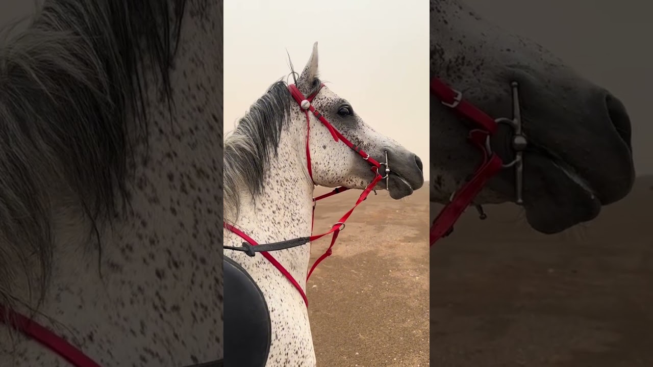 الراوي عبداللطيف النماصي ‏القصص  الجميلة سواليف