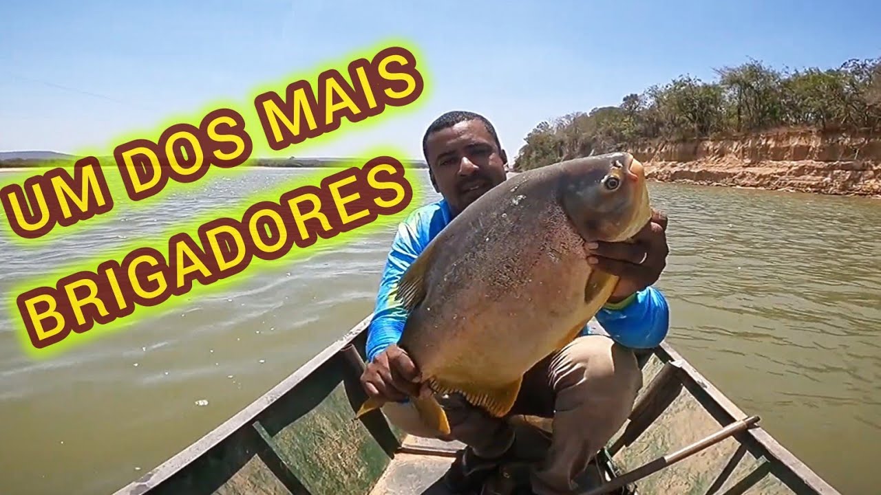 PESCARIA DE PACU CARANHA UM DOS PEIXES MAIS FORTES DO RIO SÃO FRANCISCO.