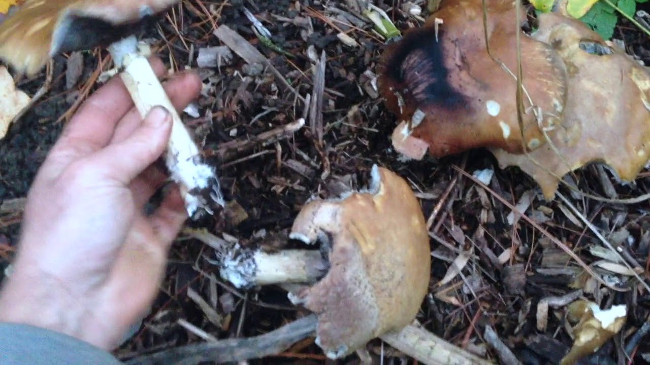 Transplanting Wine Cap Mushrooms in the Fall