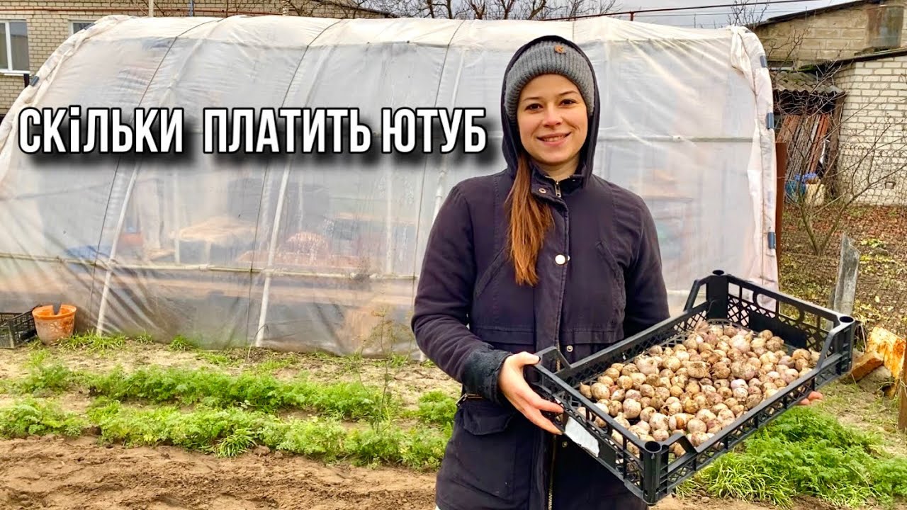 СКІЛЬКИ НАМ ПЛАТИТЬ ЮТУБ! САДЖАЄМО ЧАСНИК! РЕМОНТУЄМО АВТОМОБІЛЬ!