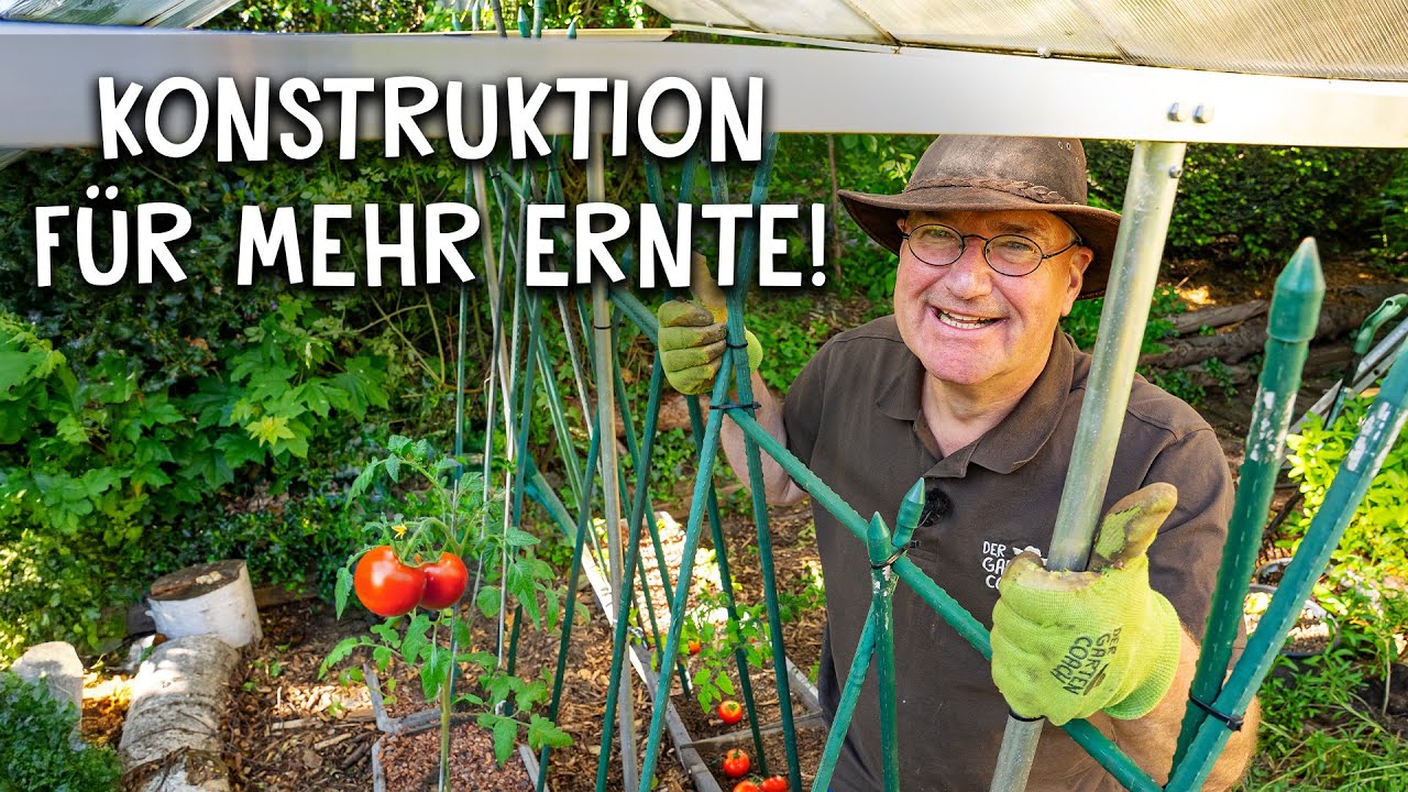 Tomaten anbauen & üppige Ernte sichern! 🍅 - Regenschutz & Rankhilfe selber bauen