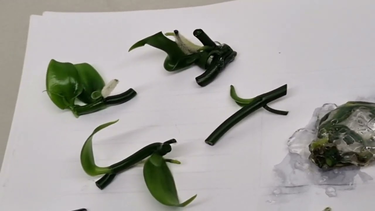 Vanilla tissue culture