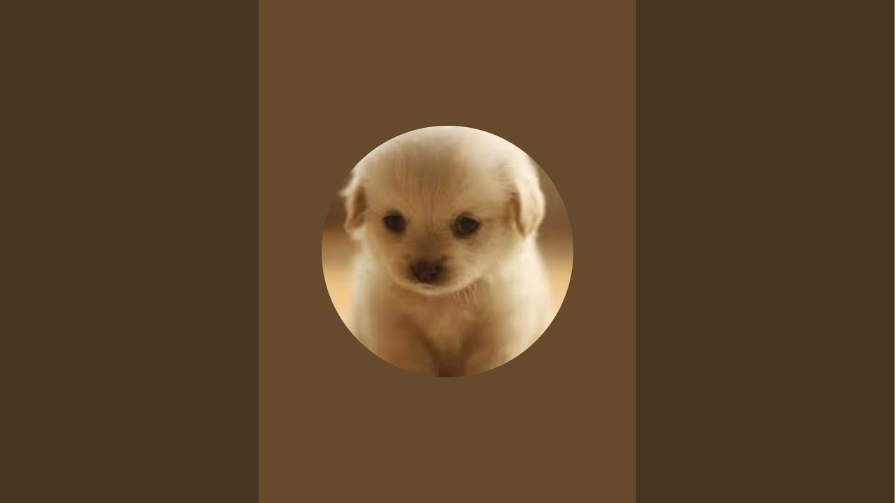 RAM EGG PEELED LIVE