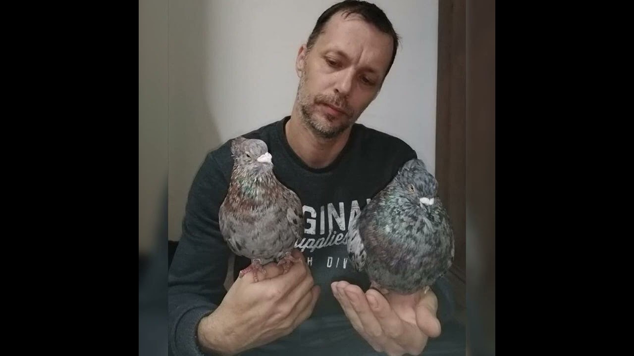 Serbian high-flyer - Sunajko Davor