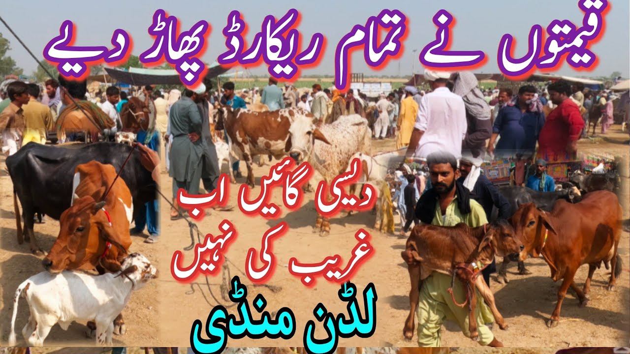 LUDDAN COW MANDI PRICE UPDATE || Rates Main Bari Tabdeli || Dairy Farming Animals