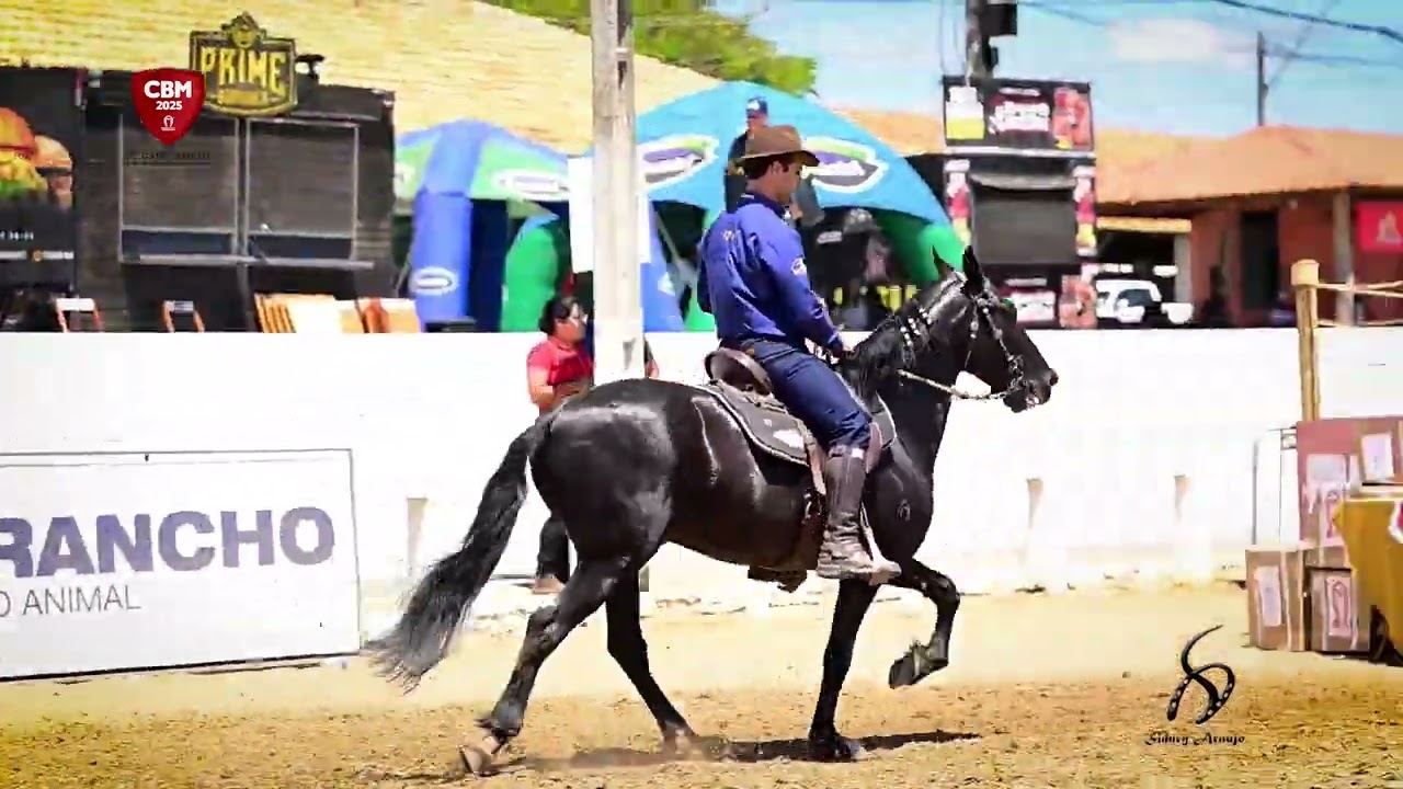 🏆 MAESTRO JFS - o condutor da marcha picada #abccmm #cavalo #horse #marchapicada #misk #mmtv