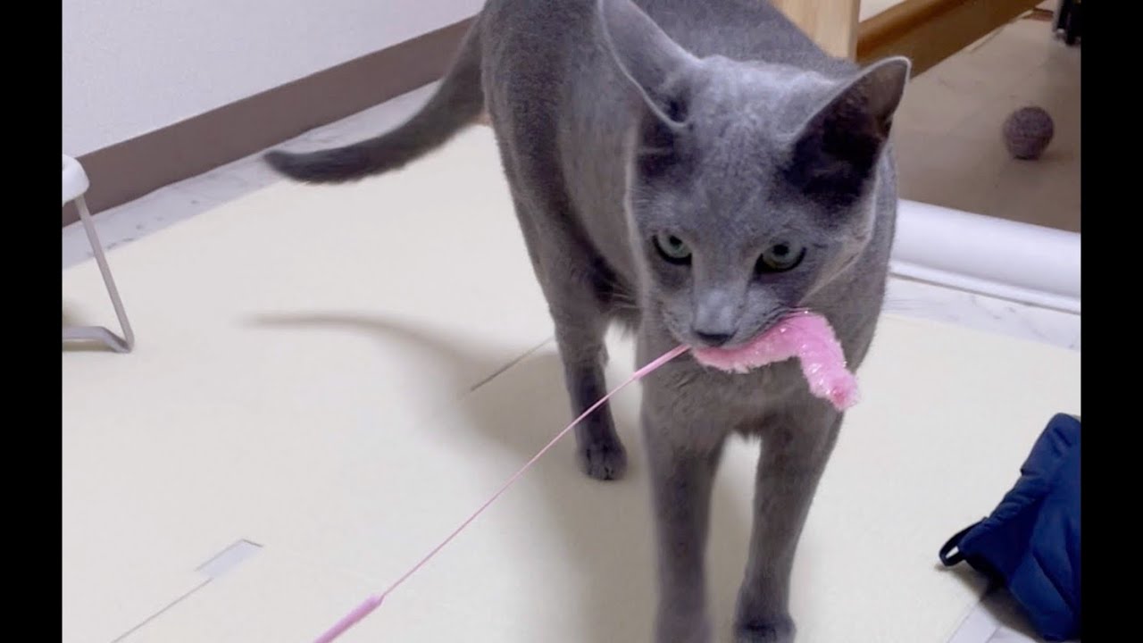 何度も取りに行く忠実な猫