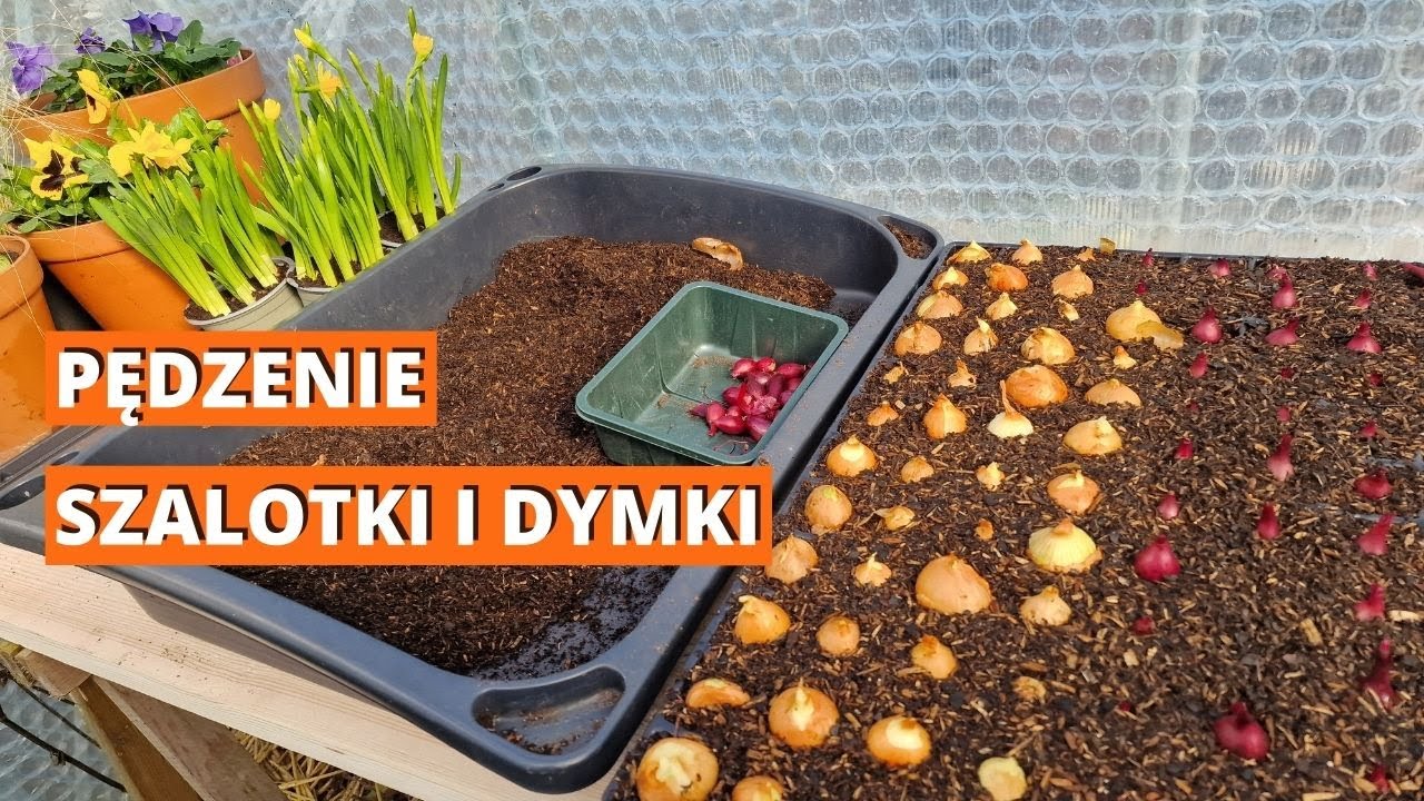 Pędzenie szalotki i dymki na wcześniejszy zbiór
