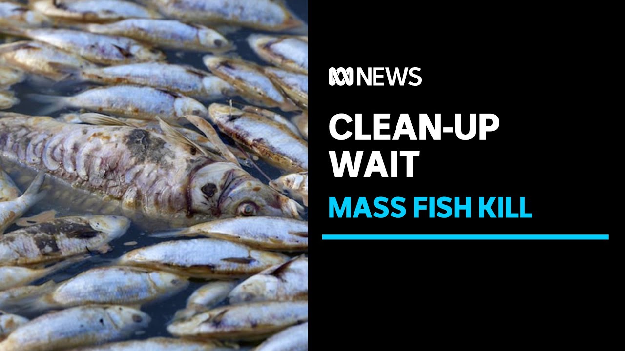 Menindee residents waiting for mass fish kill clean-up to begin | ABC News