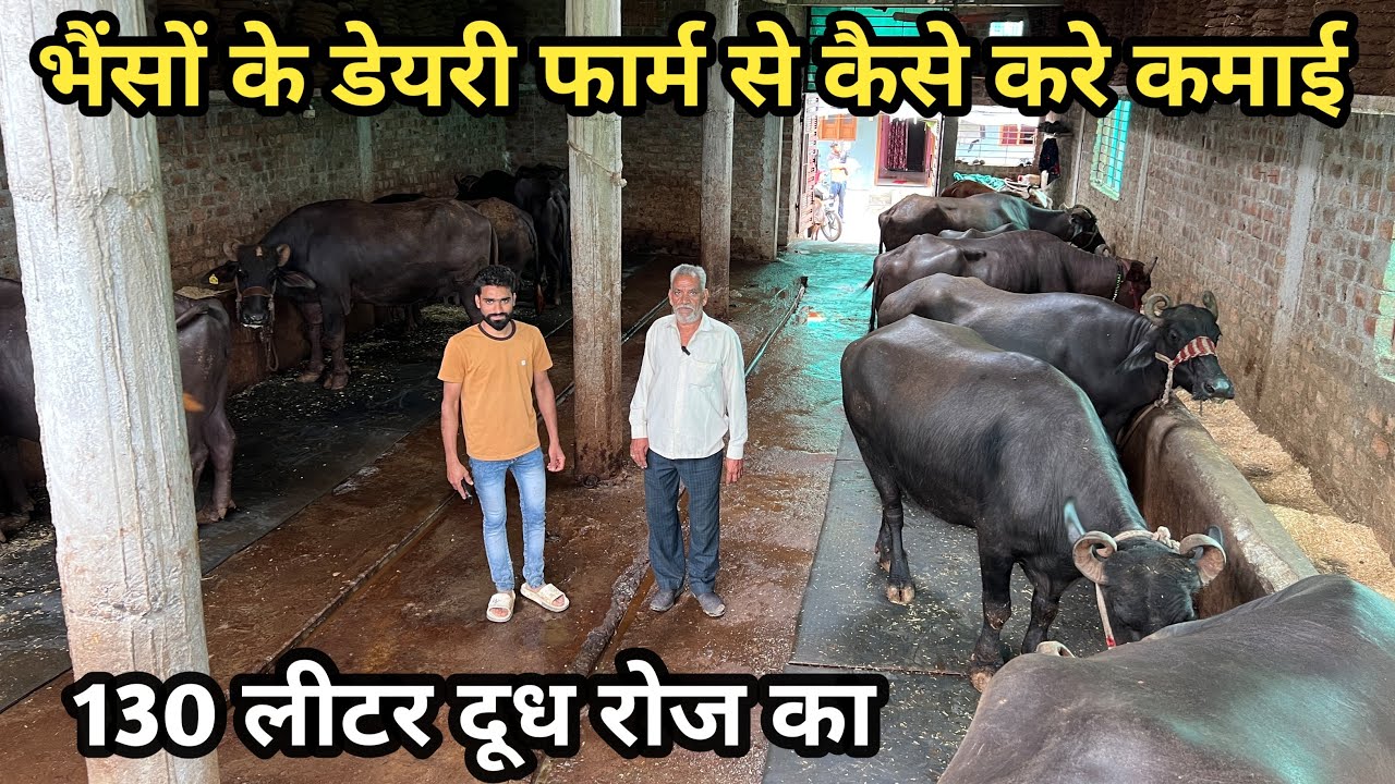 भेंसो का शानदार डेयरी फ़ार्म | Buffalo Dairy Farm Dewas | The Indian Dairy 