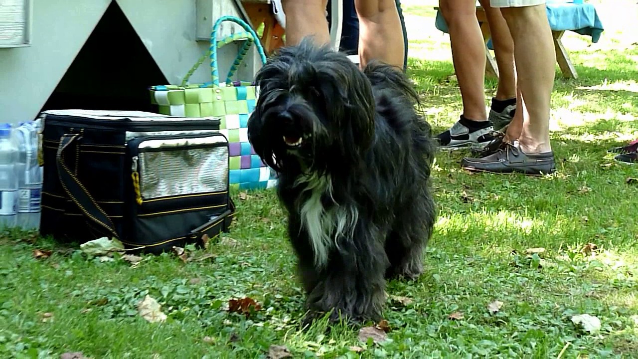 Tibet Terrier