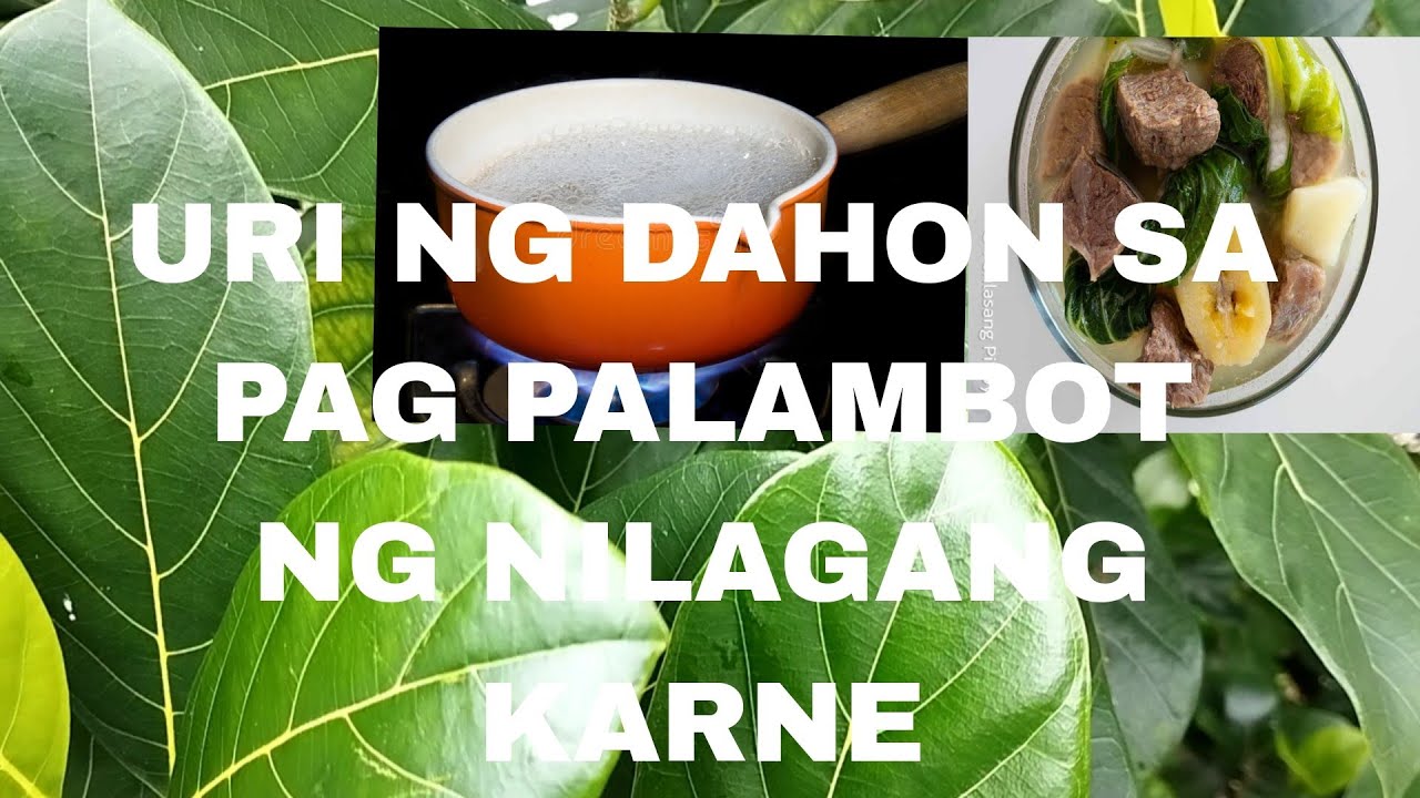 URI NG DAHON PARA MAPABILIS ANG PAG LAMBOT NG NILAGANG KARNE!