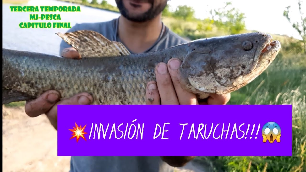 TERRIBLES TARUCHAS!!! Pesca En Arroyo Las Garzas // Episodio Final  MJ-PESCA